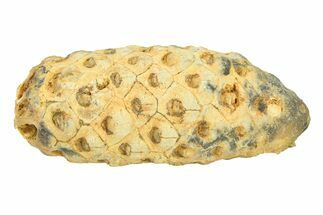 Fossil Seed Cone (Or Aggregate Fruit) - Morocco #288744