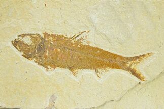 Detailed Fossil Fish (Knightia) - Wyoming #289914