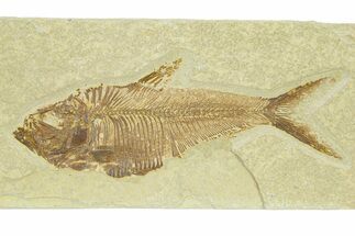 Detailed Fossil Fish (Diplomystus) - Wyoming #289937