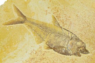 Detailed Fossil Fish (Diplomystus) - Wyoming #289943