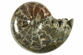 Polished Ammonite (Phylloceras) Fossil - Madagascar #288053