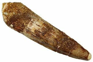 Fossil Spinosaurus Tooth - Real Dinosaur Tooth #289847