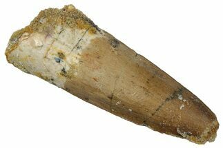 Fossil Spinosaurus Tooth - Real Dinosaur Tooth #289865