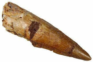 Juvenile Fossil Spinosaurus Tooth - Real Dinosaur Tooth #289808