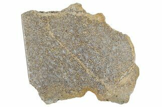 Polished Dinosaur Bone (Gembone) Slab - Morocco #290288