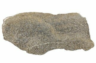 Polished Dinosaur Bone (Gembone) Slab - Morocco #290300