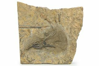 Ordovician Fossil Crinoid Plate - Marzane, Morocco #290443