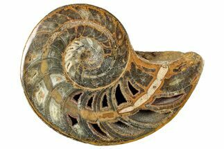 Cut & Polished Jurassic Nautilus Fossil (Half) - Madagascar #289970