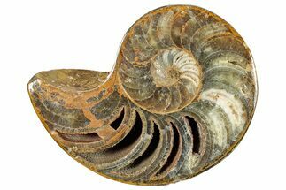 Cut & Polished Jurassic Nautilus Fossil (Half) - Madagascar #289972