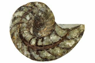 Cut & Polished Jurassic Nautilus Fossil (Half) - Madagascar #289983