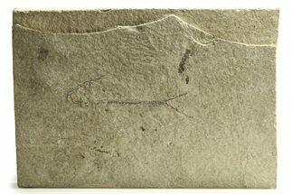 - Long, Unprepared Fossil Fish (Knightia) - Wyoming #290662