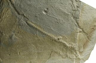 + Unprepared Mioplosus with Diplomystus - Green River Formation #290663