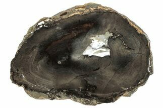 Polished Petrified Wood Round - Sweet Home, Oregon #290579