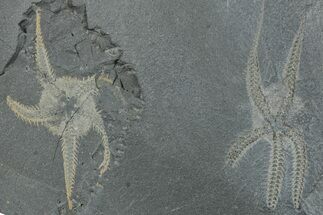 Two Ordovician Brittle Stars (Ophiura) - Morocco #290623