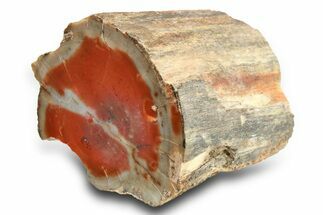 Polished Petrified Wood Limb - Arizona #290590