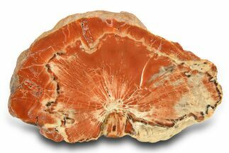 Polished Petrified Wood Limb - Arizona #290592
