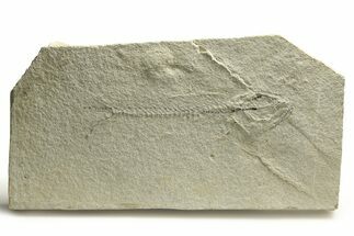 - Long, Unprepared Fossil Fish (Mioplosus) - Wyoming #290665