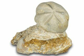 Fossil Echinoid (Hemiaster?) - Taouz, Morocco #290676
