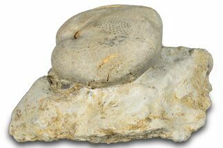 Fossil Echinoid (Hemiaster?) - Taouz, Morocco #290695