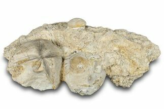 Four Fossil Echinoids - Taouz, Morocco #290704