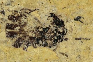 Fossil Bee (Hymenoptera) - France #290721