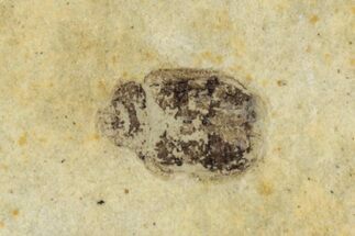 Fossil Beetle (Carabidae) - Bois d’Asson, France #290738