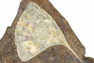 Paleocene Fossil Ginkgo Leaf - North Dakota #290838