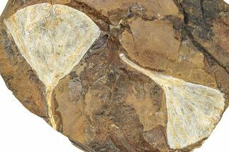 Two Paleocene Fossil Ginkgo Leaves - North Dakota #290839