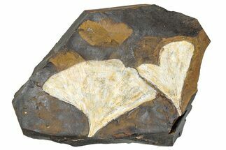 Two Paleocene Fossil Ginkgo Leaves - North Dakota #290844