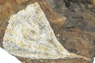 Paleocene Fossil Ginkgo Leaf - North Dakota #290847