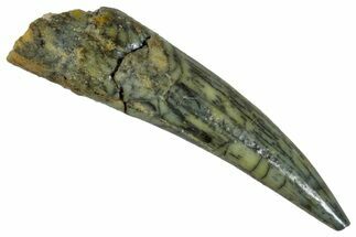 Fossil Fish Fang (Aidachar) - Kem Kem Beds, Morocco #290879