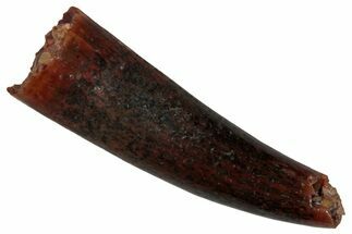 Fossil Fish Fang (Aidachar) - Kem Kem Beds, Morocco #290887
