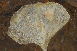 Paleocene Fossil Ginkgo Leaf - North Dakota #290785