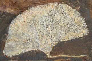 Paleocene Fossil Ginkgo Leaf - North Dakota #290801