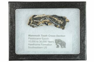 Mammoth Molar Slice With Case - South Carolina #291061