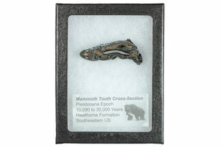 Mammoth Molar Slice With Case - South Carolina #291069