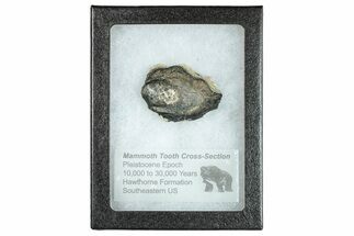 Mammoth Molar Slice With Case - South Carolina #291070