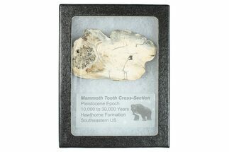 Mammoth Molar Slice With Case - South Carolina #291114