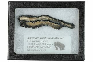 Mammoth Molar Slice With Case - South Carolina #291121