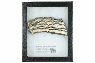 Mammoth Molar Slice With Case - South Carolina #291158