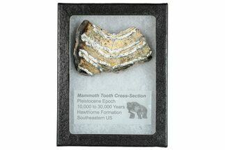 Mammoth Molar Slice With Case - South Carolina #291171