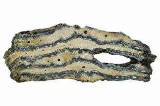 Mammoth Molar Slice With Case - South Carolina #291090