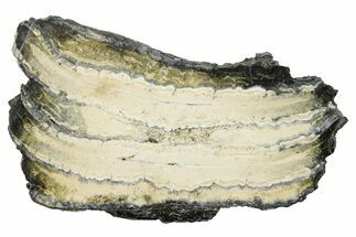 Mammoth Molar Slice With Case - South Carolina #291091