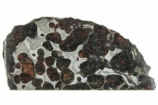 Polished Sericho Pallasite Meteorite ( g) Slice - Kenya #291261