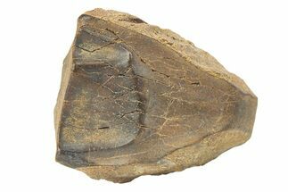 Fossil Dinosaur (Triceratops) Shed Tooth - Wyoming #289194
