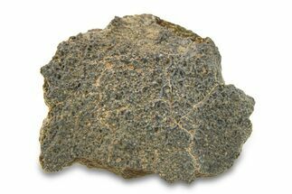 Abadla CM Chondrite Meteorite ( g) - Algeria #291500
