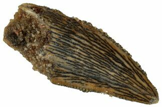 Serrated, Raptor Tooth - Real Dinosaur Tooth #291512
