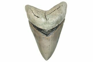 ” Fossil Aurora Megalodon Tooth - Aurora, North Carolina #291727