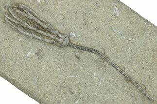 Fossil Crinoid (Abrotocrinus) - Crawfordsville, Indiana #291786