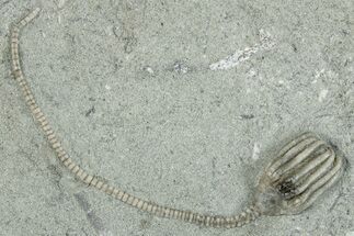 Fossil Crinoid (Dizygocrinus) - Crawfordsville, Indiana #291792